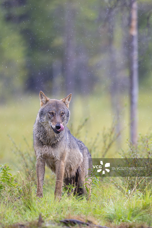 欧亚狼（Canis lupus）图片素材