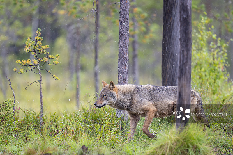 欧亚狼（Canis lupus）图片素材