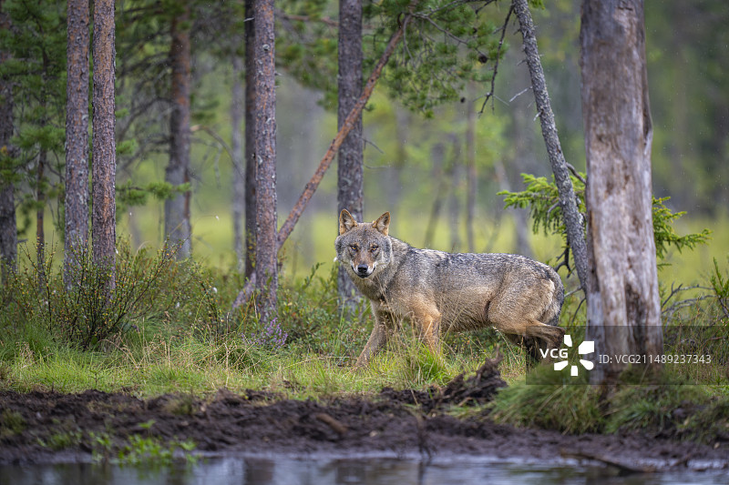 欧亚狼（Canis lupus）图片素材