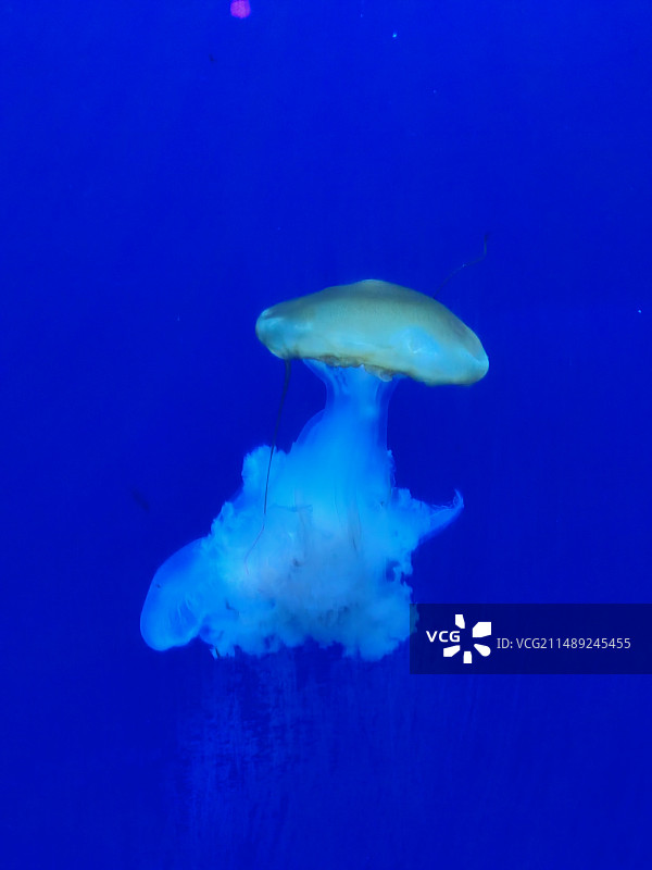 水母在海里游泳的特写镜头图片素材