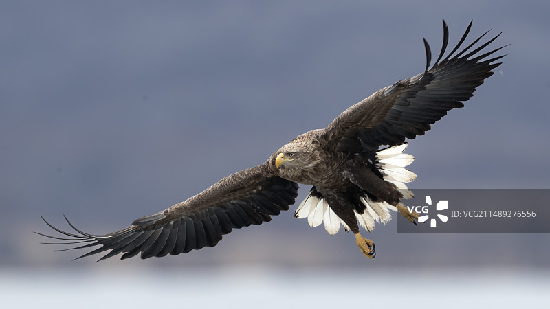 白尾海雕飞行姿态图片素材
