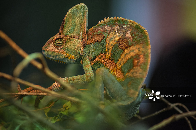 广州长隆飞鸟园图片素材
