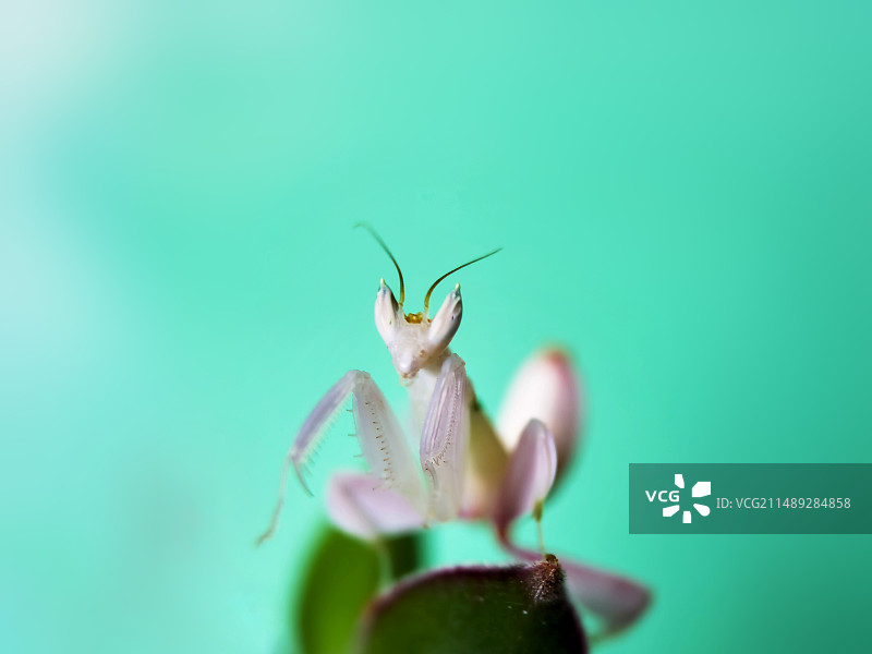 兰花螳螂特写图片素材