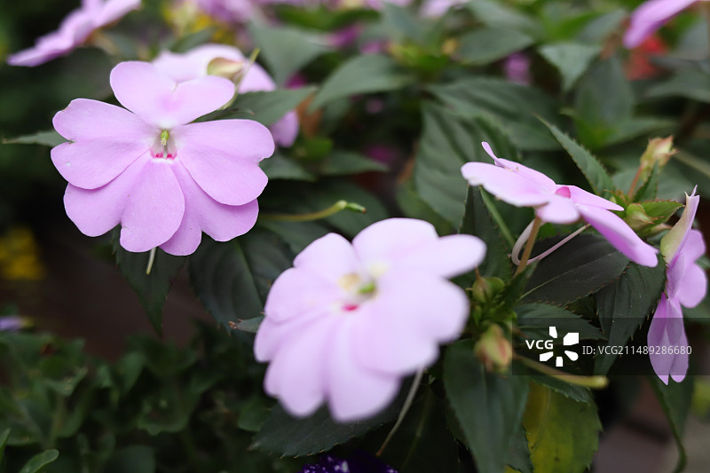 凤仙花盆栽  凤仙花特写图片素材