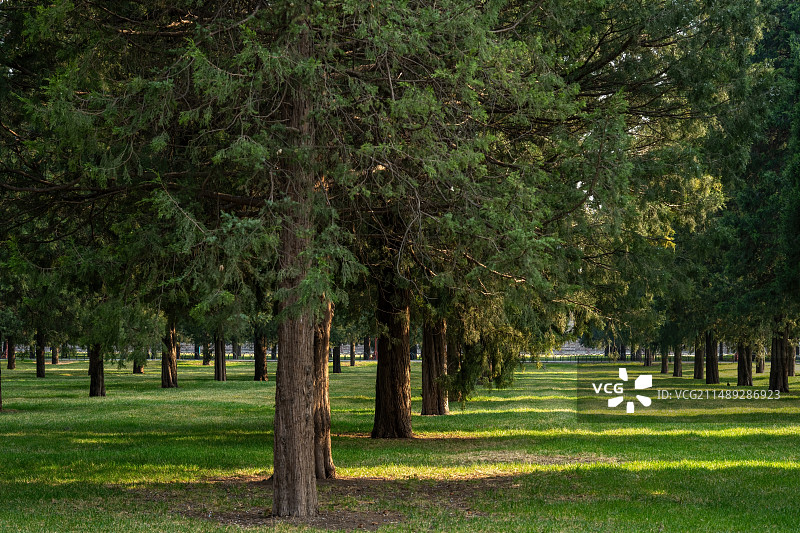 北京天坛公园春天里的柏树林图片素材