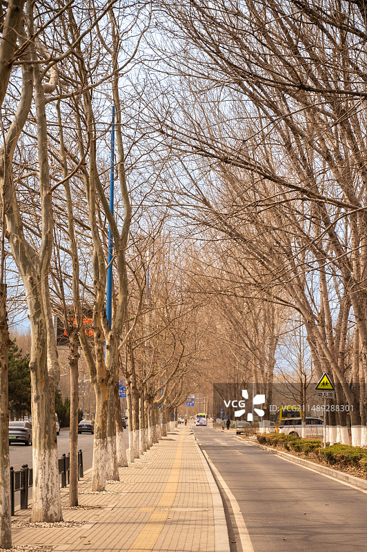 汽车广告背景图-城市道路，城市街道，街道两旁的树图片素材