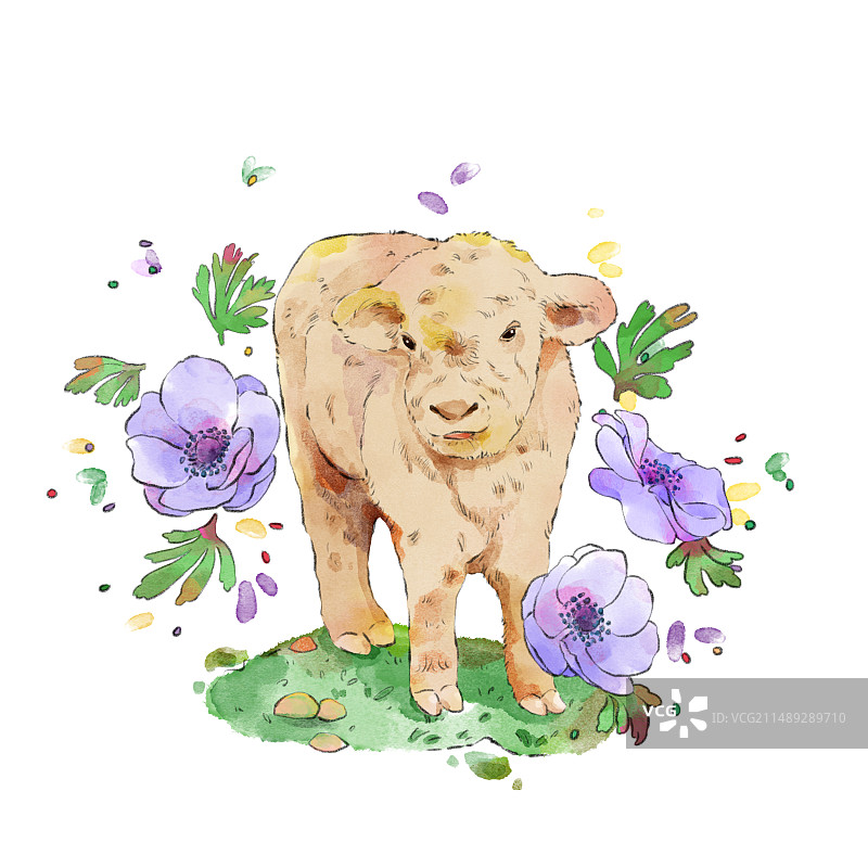 牛与银莲花图片素材