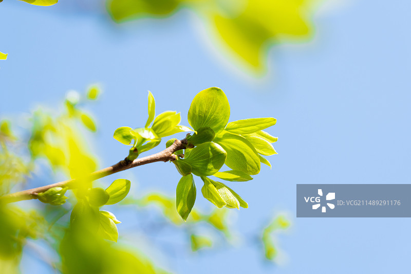 春天树枝发芽长出嫩芽图片素材