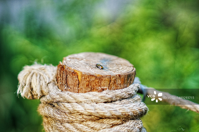 木桩上的绿豆蝇图片素材