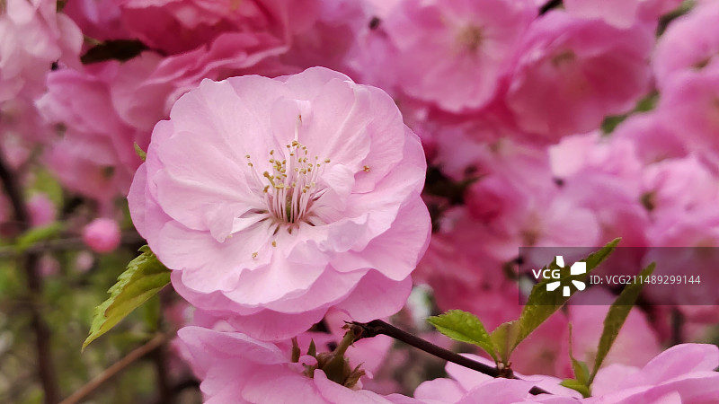 桃花粉红图片素材