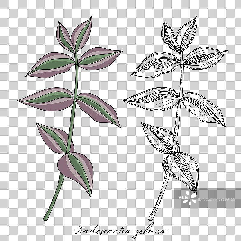 绘制紫鸭跖草图片素材