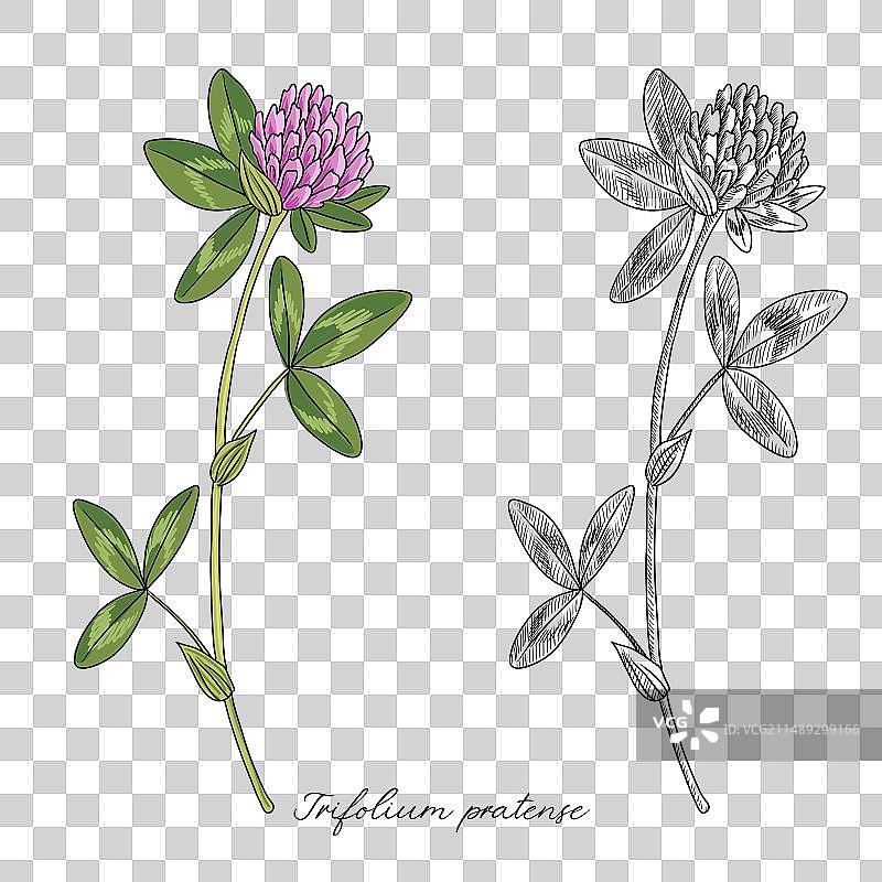 绘画红色三叶草图片素材