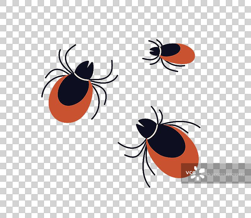 螨虫寄生虫捕食性昆虫蜱虫图片素材