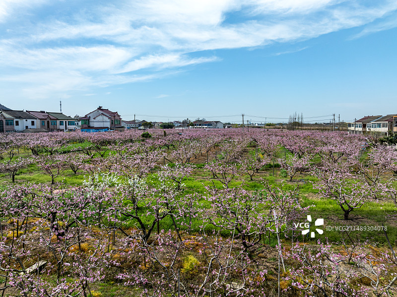 江苏省无锡市阳山镇桃花桃园乡村风光图片素材