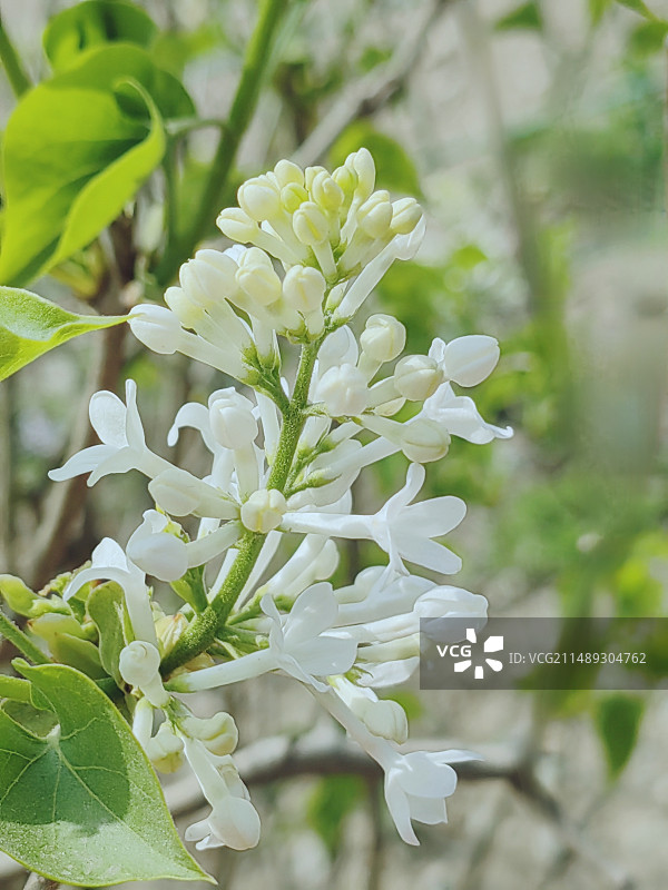 丁香花图片素材