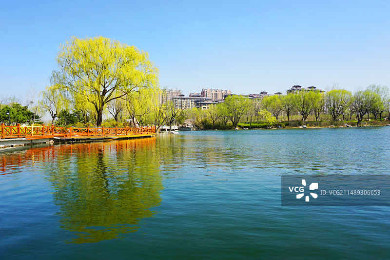 潍坊浞河 柳影 与你分享图片素材