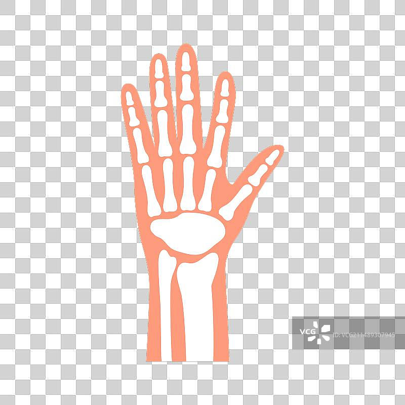 人体手腕和手掌骨骼关节图片素材