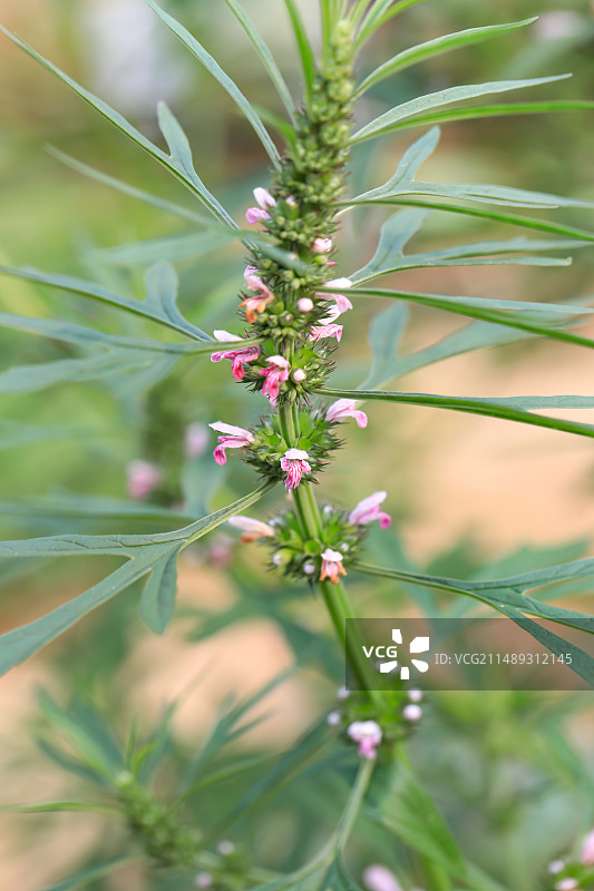 益母草图片素材
