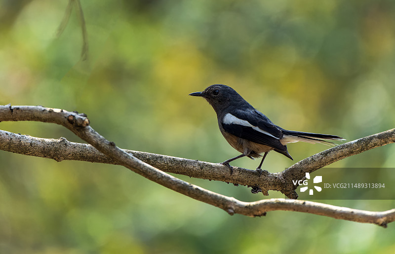 鹊鸲鸟站在枝头上图片素材