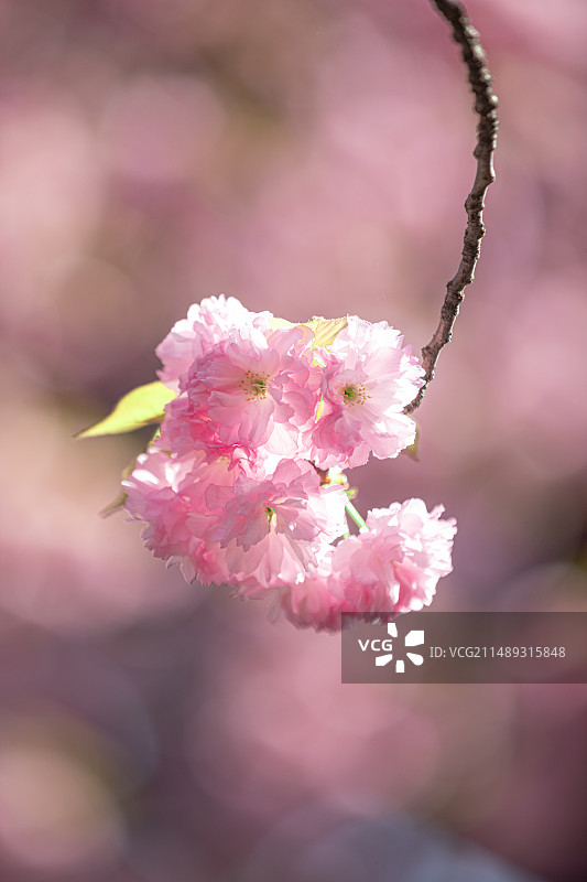 晚樱特写图片素材