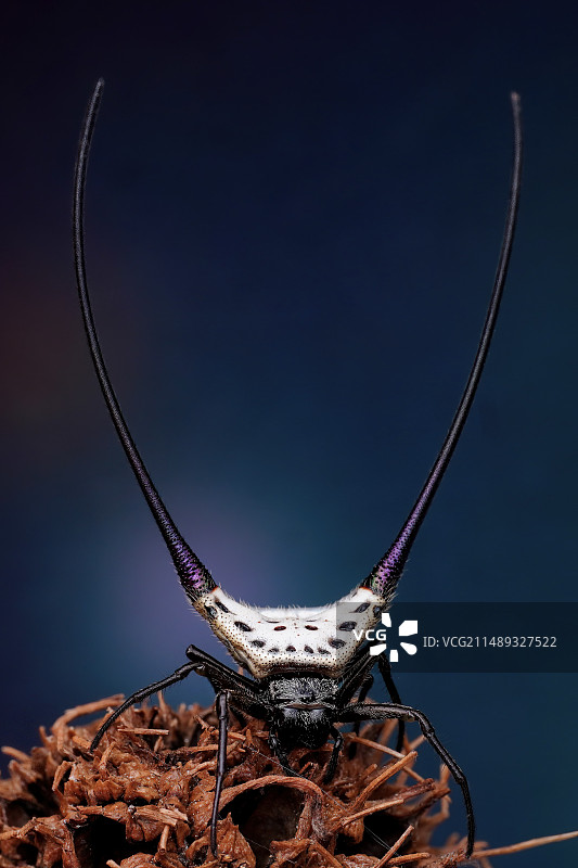 长角精灵~弓长棘蛛图片素材