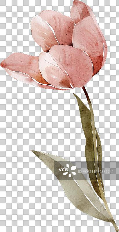 粉色水彩郁金香图片素材