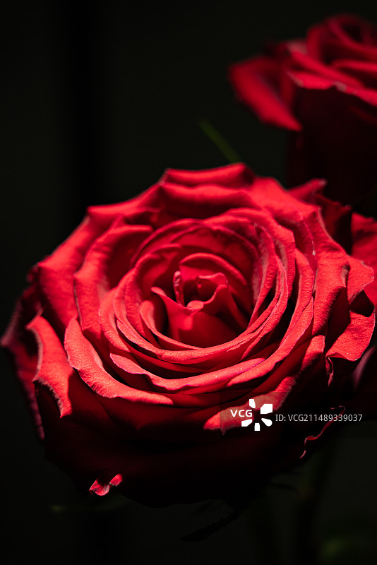 黑色背景下红玫瑰特写镜头 重瓣玫瑰 红玫瑰 花簇 蔷薇 鲜花 情人节 浪漫 暗黑风 清新 特写 复古图片素材