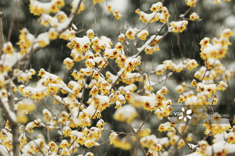 风雪腊梅图片素材