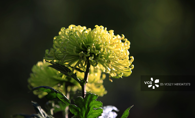 绿菊花图片素材