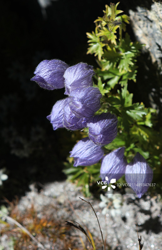 乌头花图片素材