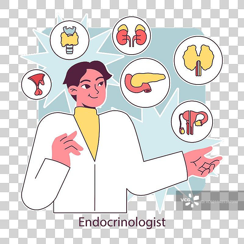 内分泌学：内分泌系统器官胰腺图片素材