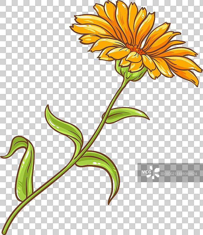 彩色金盏花植物图片素材