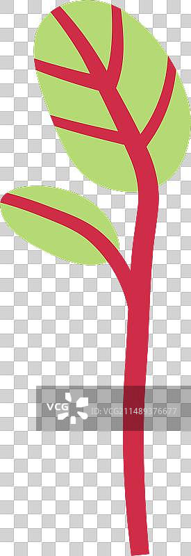 酢浆草植物嫩芽图片素材