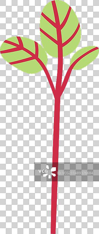 酢浆草植物嫩芽图片素材