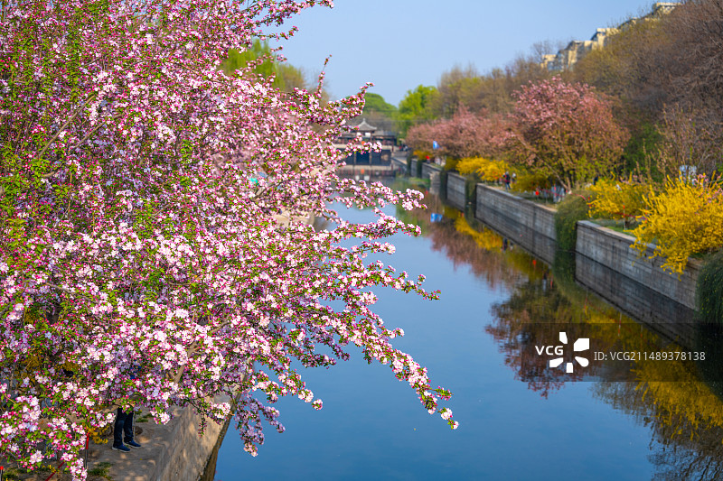 春天北京北土城海棠花溪海棠花盛开图片素材