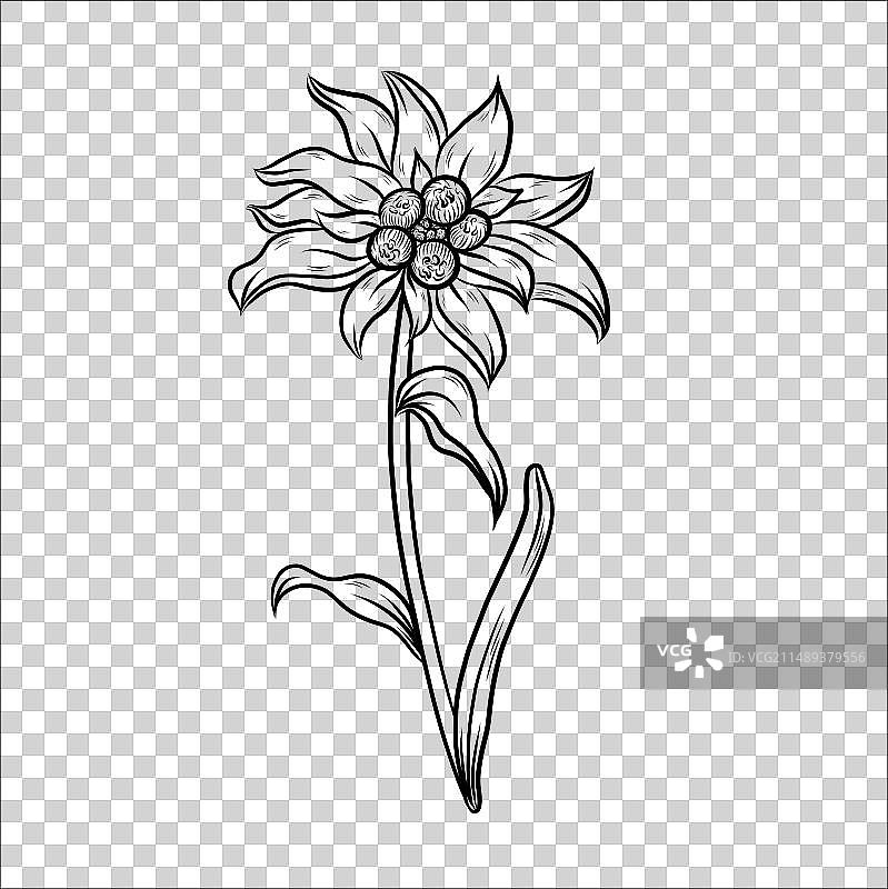 手绘雪绒花线条艺术图片素材