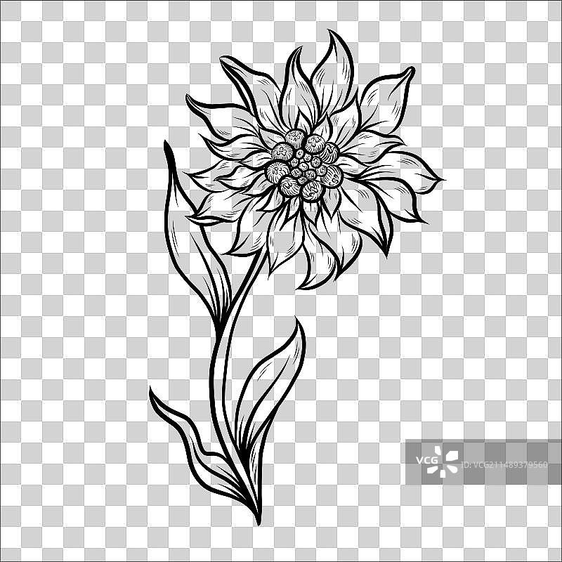 手绘雪绒花线条艺术图片素材