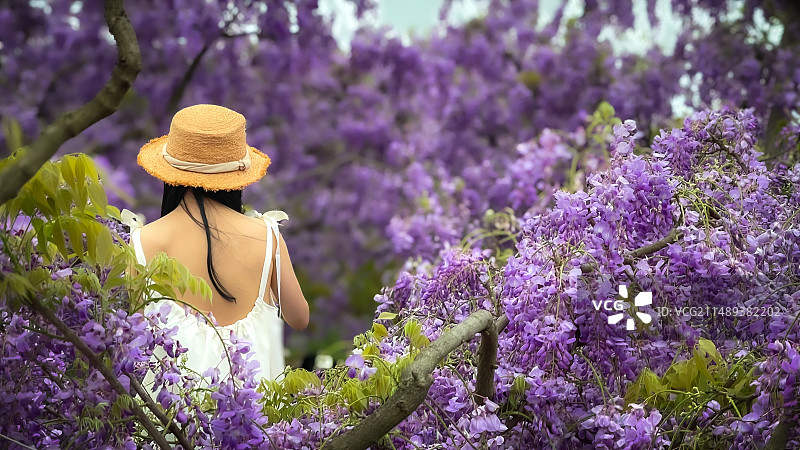 焕彬农庄紫藤花海图片素材