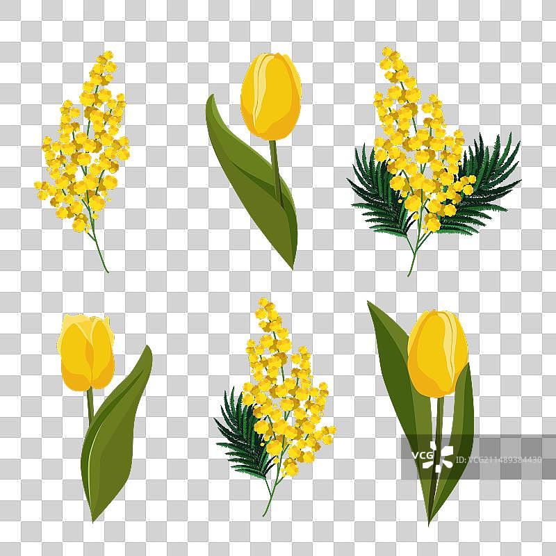 春天黄色郁金香和含羞草剪贴画图片素材