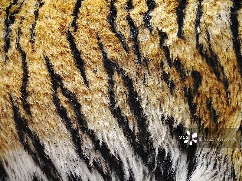 北京动物园东北虎萌萌身体毛发特写图片素材