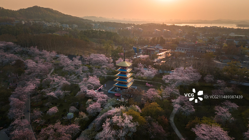 东湖樱花园图片素材