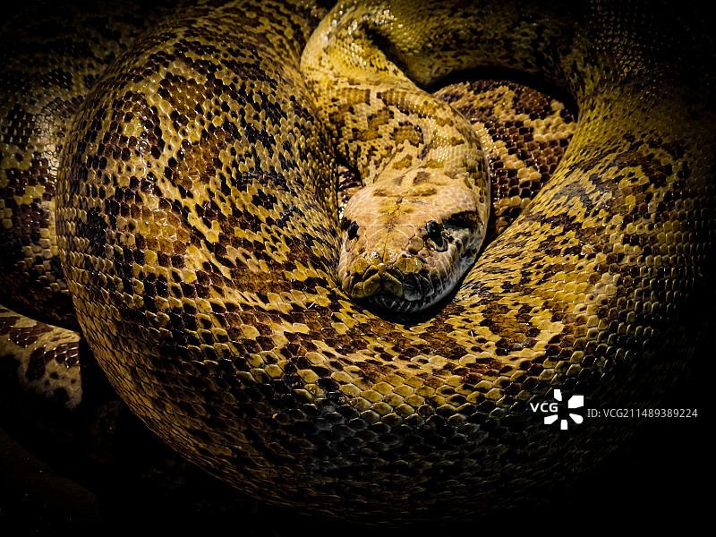 蟒蛇图片素材
