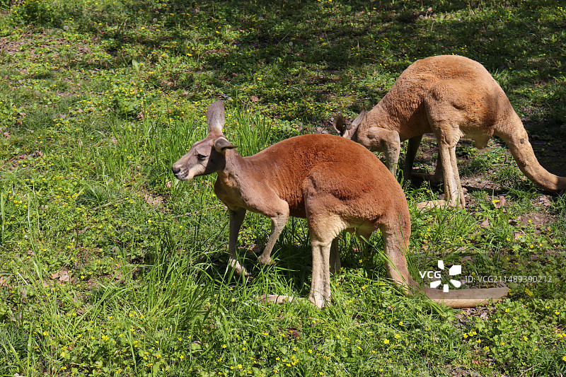 袋鼠图片素材