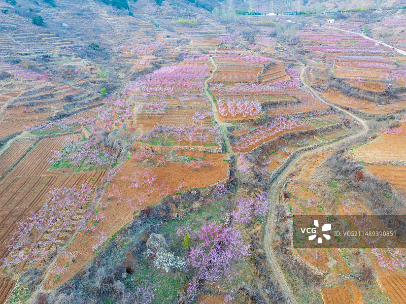 蜜桃之乡山东蒙阴桃花盛开图片素材
