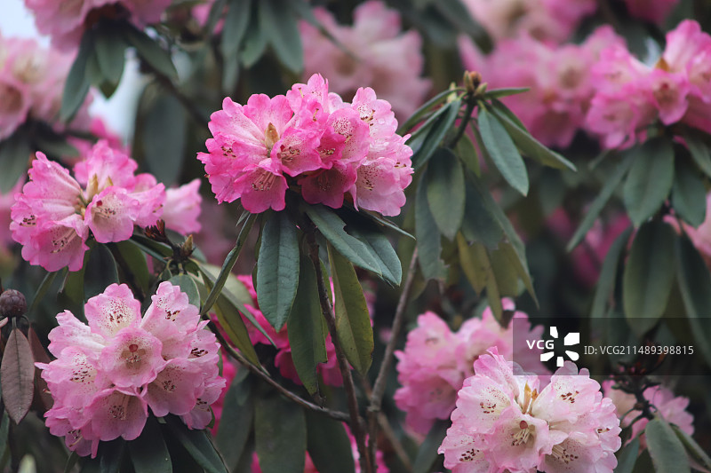 毕节百里杜鹃花海，如诗如画，壮丽非凡。今年的杜鹃花，据传是近20年来开得最为繁盛的一年，吸引了无数摄图片素材