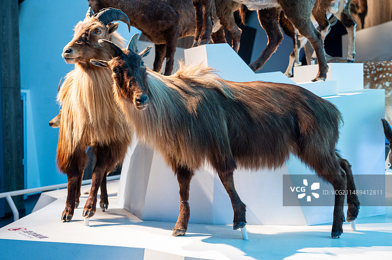 国家海洋博物馆 发现之旅展厅 喜马拉雅塔尔羊图片素材