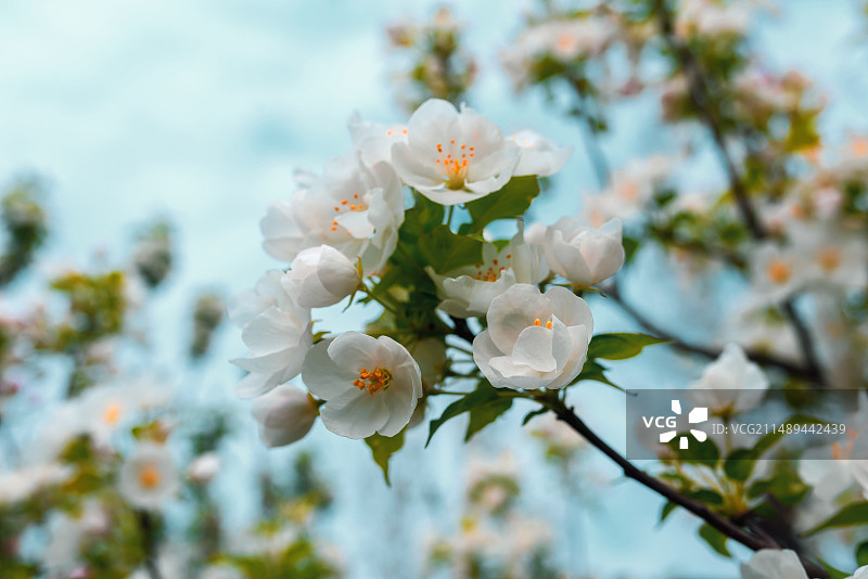 春天苹果树开花景观图片素材
