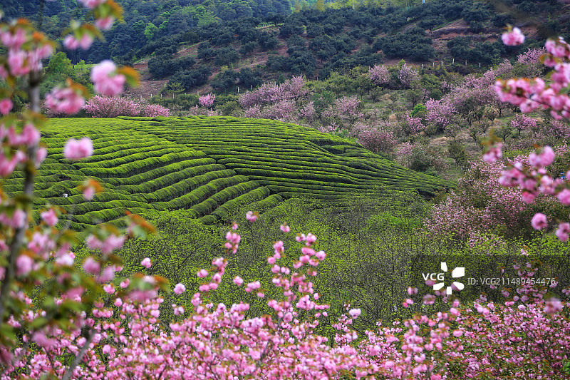 茶园春装图片素材