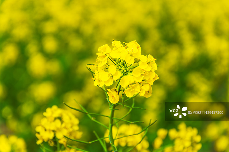 春日里的油菜花24.04图片素材