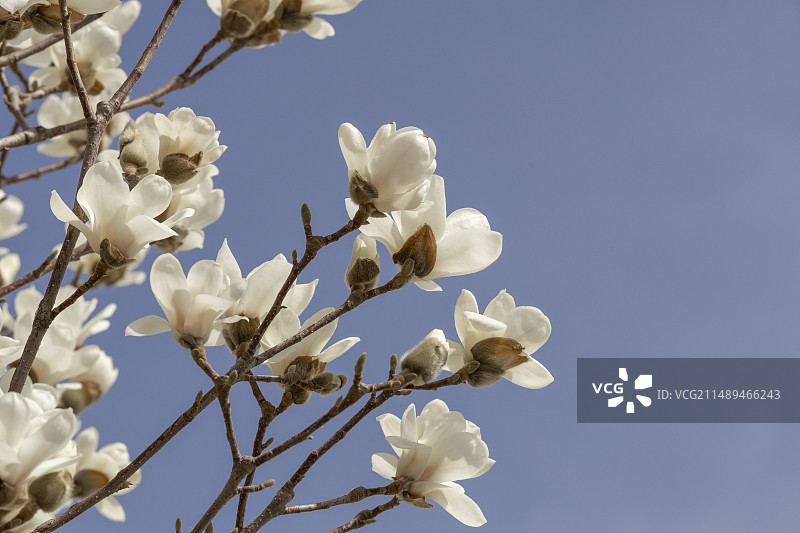 玉兰花白玉兰特写花簇图片素材